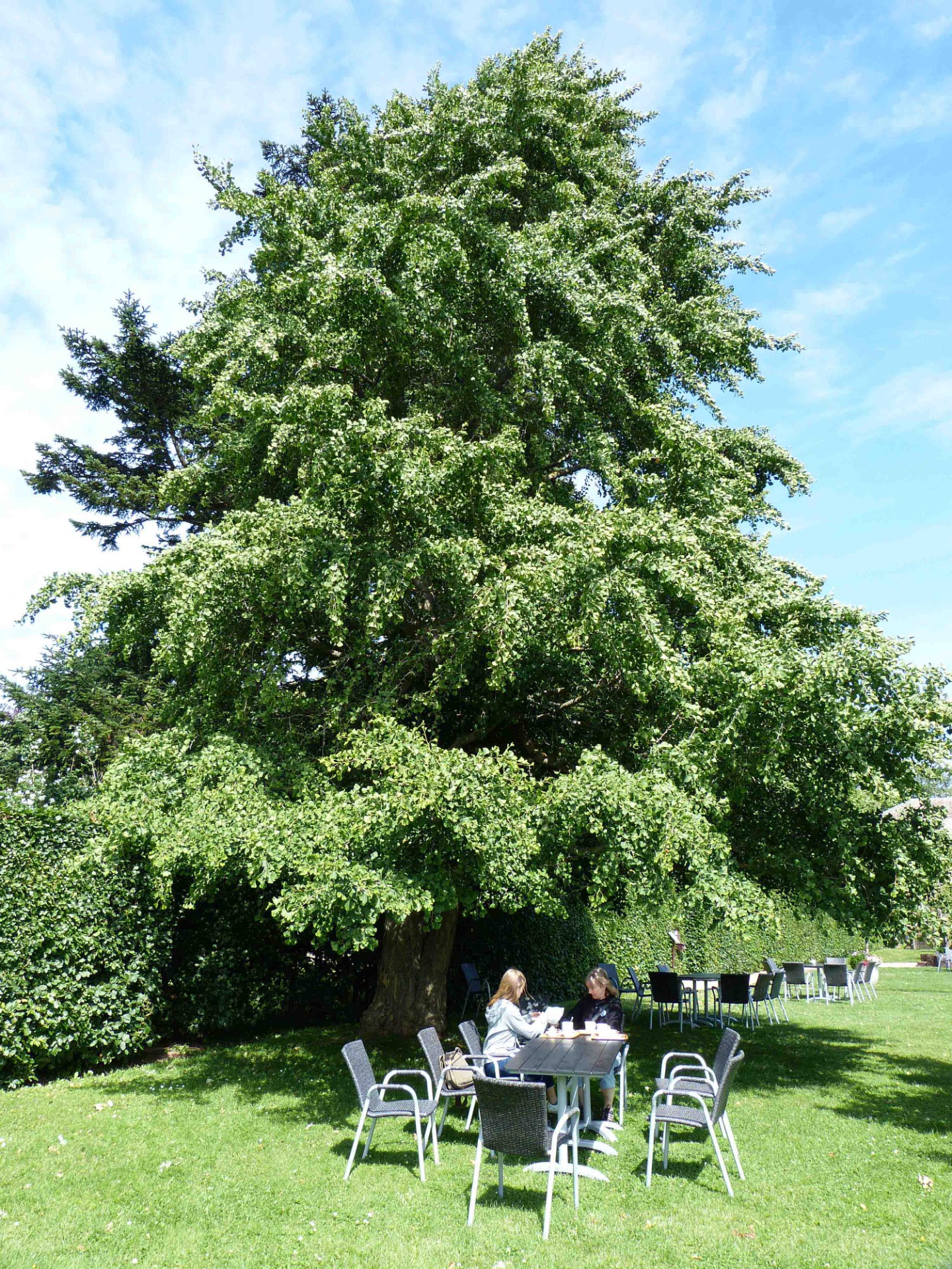 Ett hon-ginkgoträd (de har skilda han/honträd) vid Hellekis säteri vid Kinnekulle som sägs ha planterats 1902, skall 2007 sensationellt ha givit frukt efter 105 år!