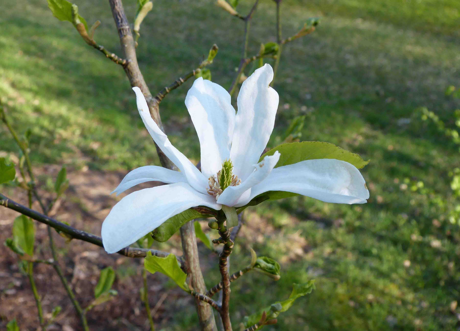 Doftande blommor i april