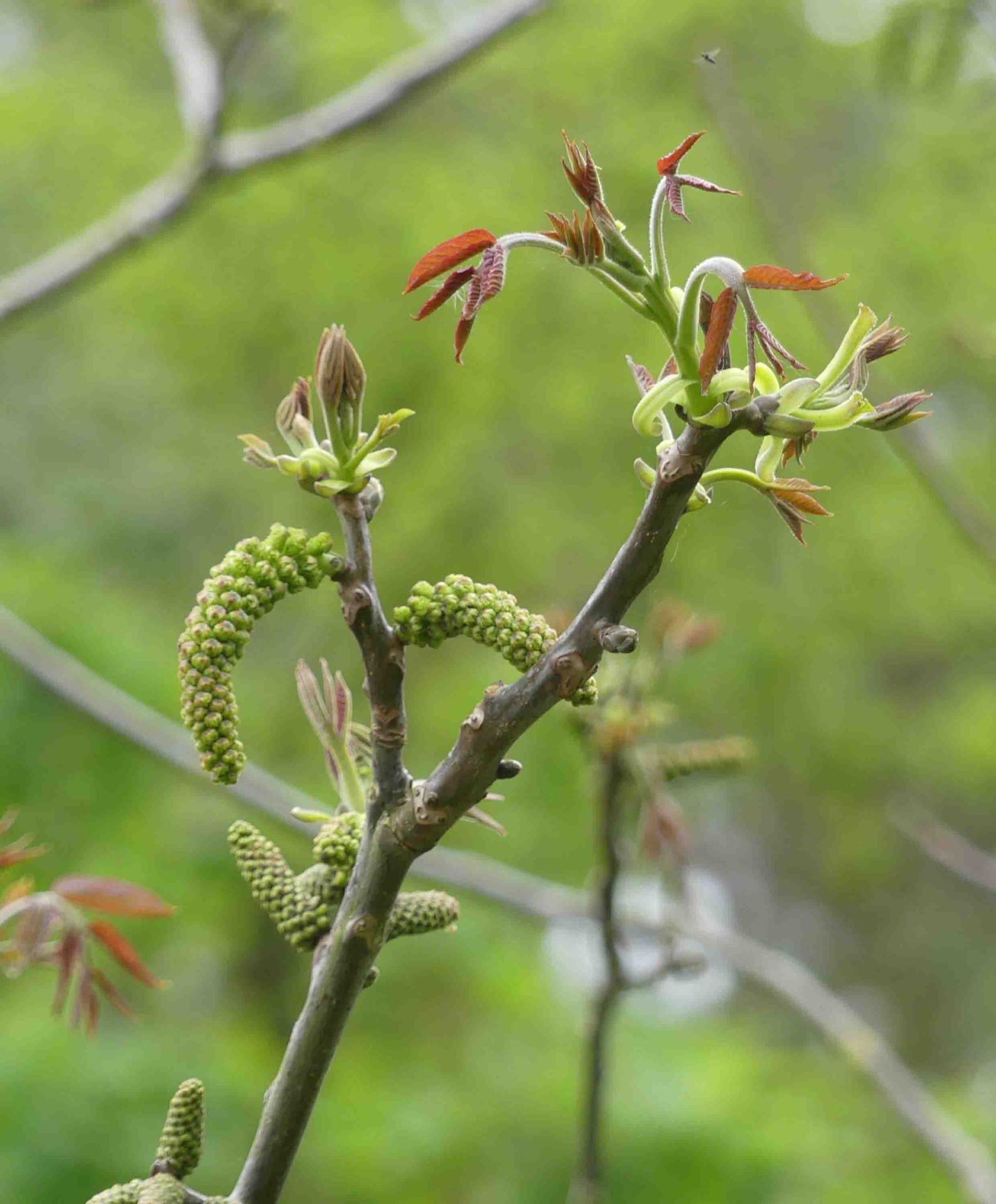Hanblommor = hängena. Honblommorna kommer i spetsen på de gröna årsskotten.