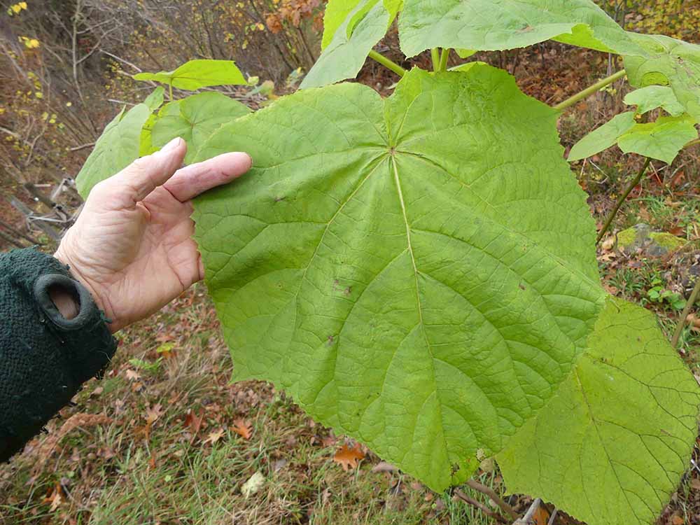 Maffiga blad, speciellt hos unga  träd