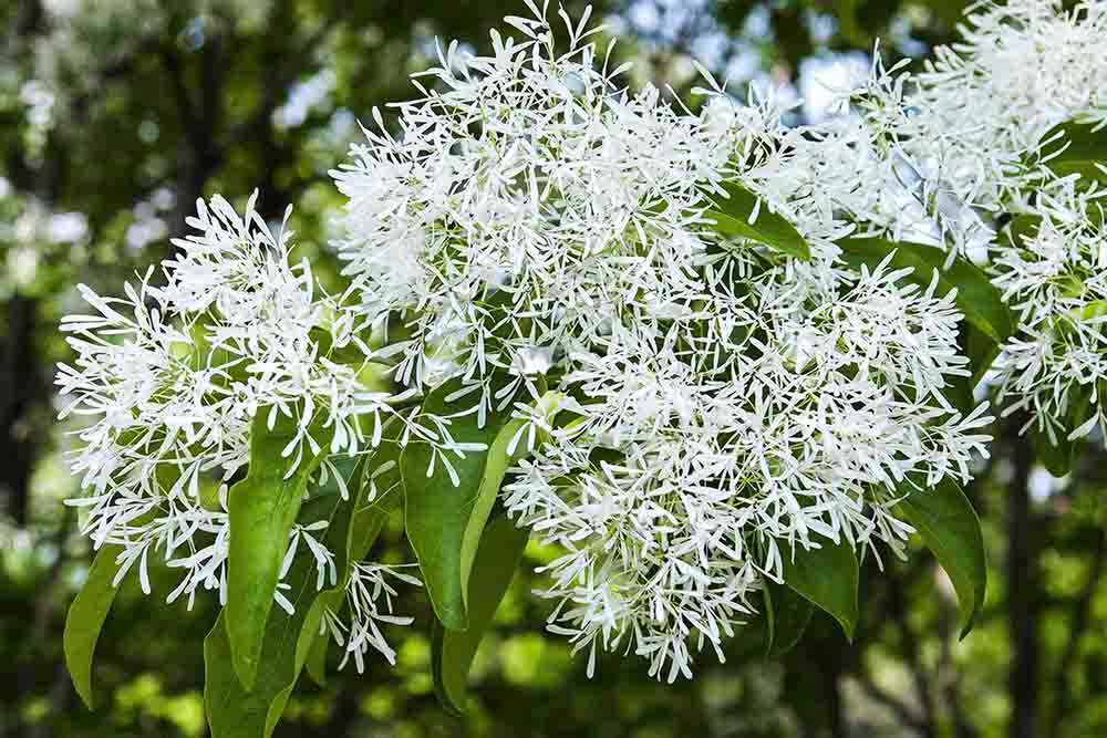 Släktnamnet "Chionanthus" betyder "snöblomma", vilket är ett väl beskrivande namn.