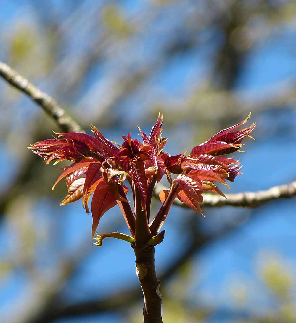 Ett spektakulärt, rosa bladutspring.