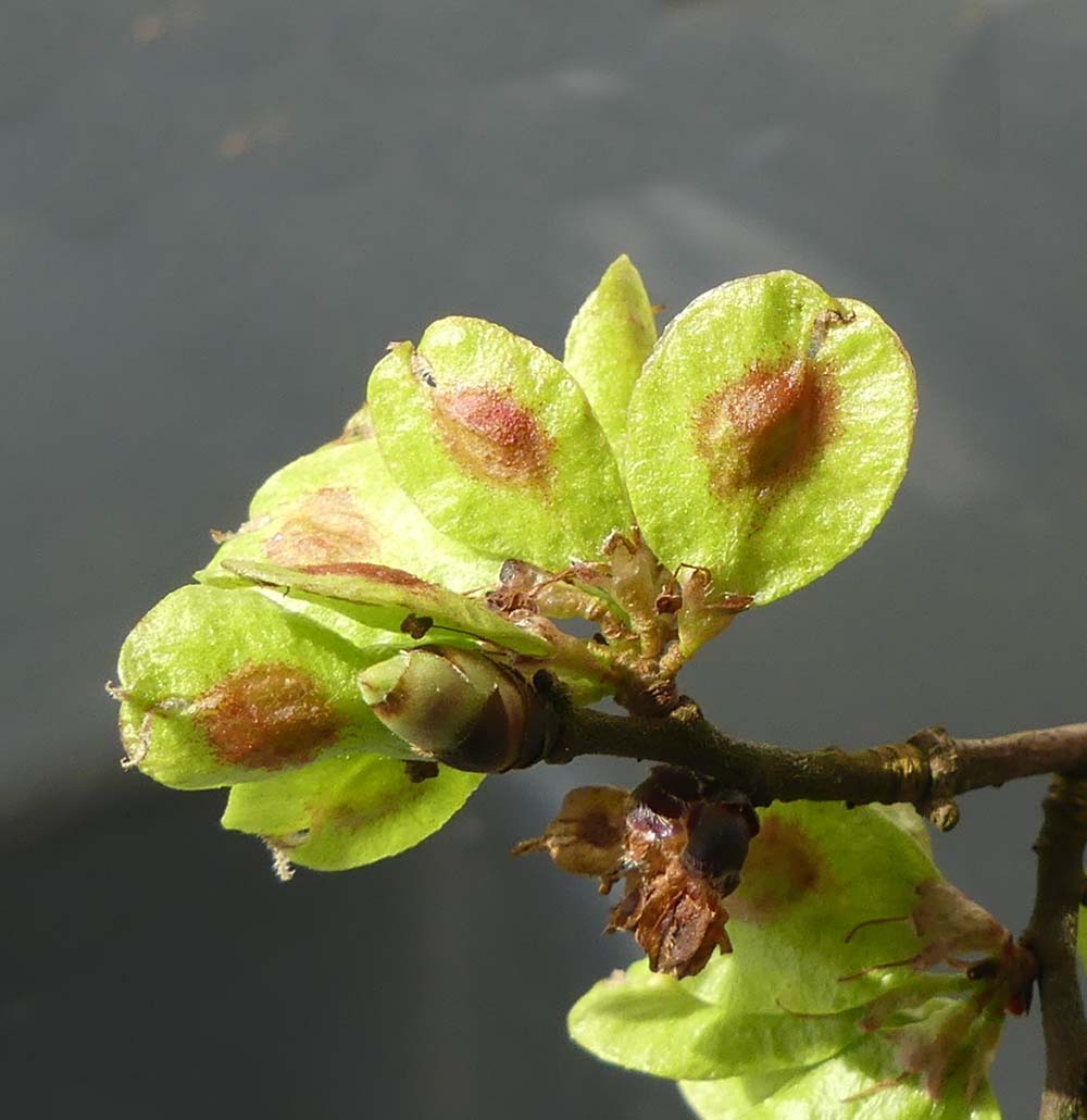 Blommar i april/maj, följs av alm-nötter
