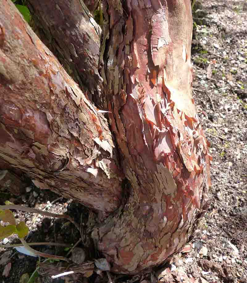 Ett annat amerikanskt namn "Cinnamon Clethra" kommer sig av den vackra kanelfärgen på innerbarken, som exponeras när ytterbarken flagnar (cinnamon = kanel). Denna är fotograferad i Göteborgs bot. trädgård.