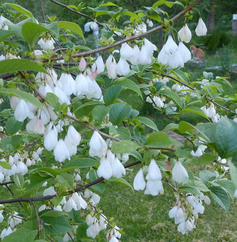 Blommar i maj/juni