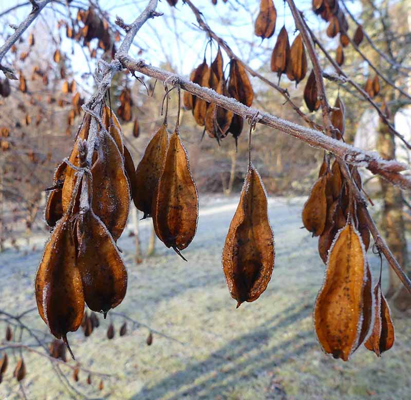 ... följs av kvarsittande frökapslar