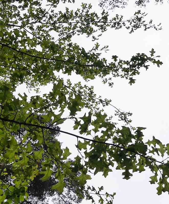 Långa horisontella grenar med små, korta utstickande smågrenar