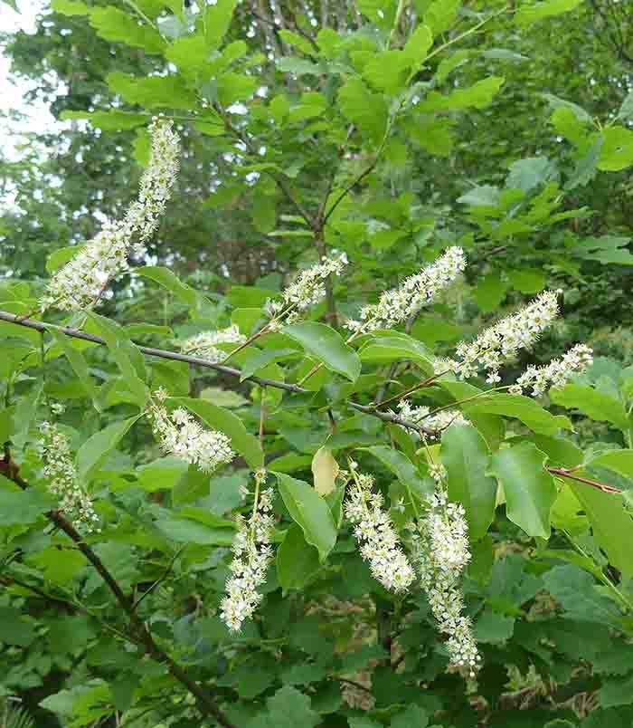 Riklig blomning i månadsskiftet maj/juni