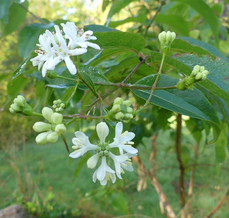 De sju knopparna är egentligen bara sex, och ger alltså upphov till en krans av sex blommor! Den mittersta "knoppen" är ingen blomknopp utan utgör blomaxets nav, som alltså är omgivet av sex blomknoppar!