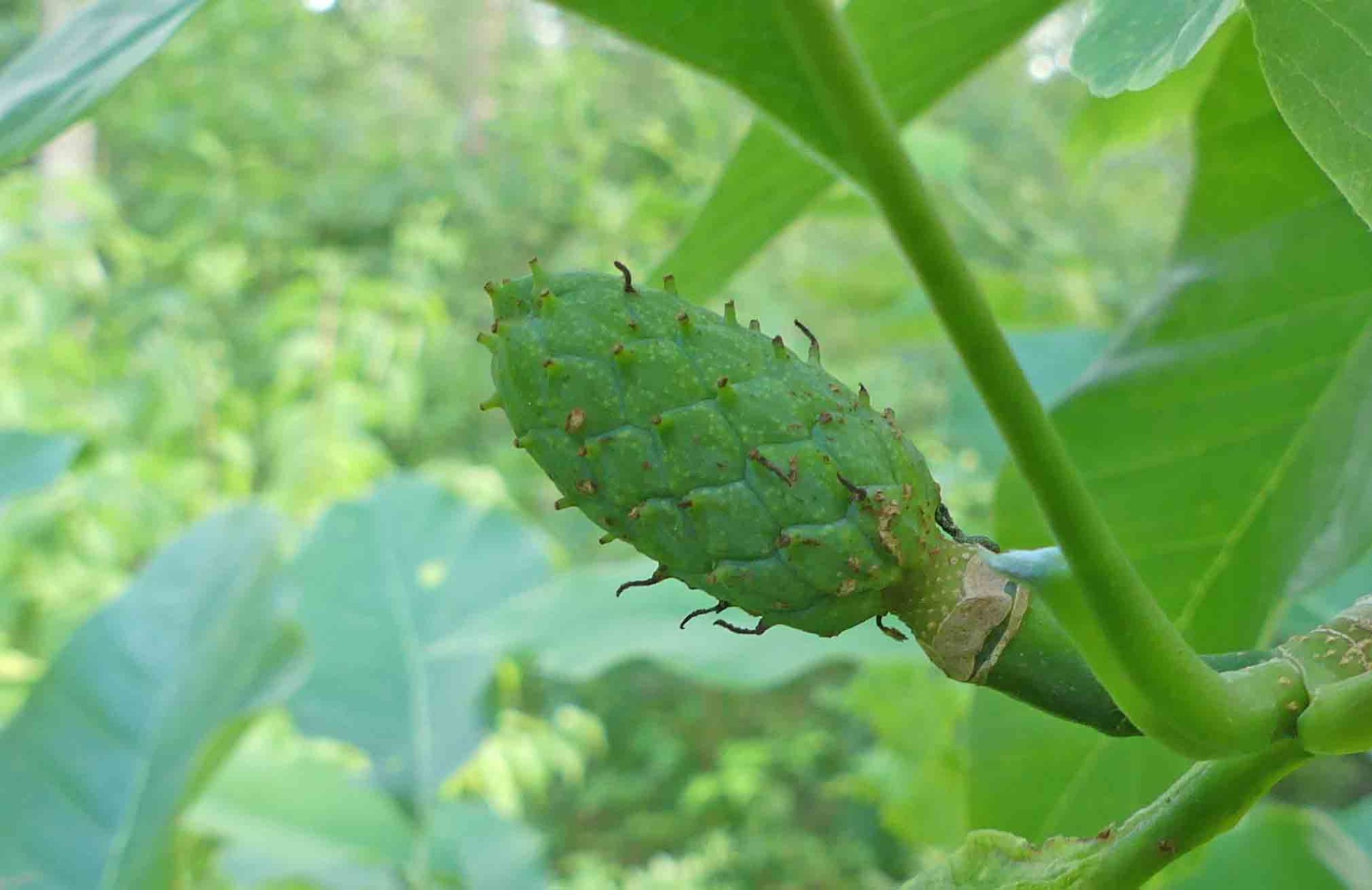 I Amerika kallas den ibland "cucumber tree" vilket syftar på de omogna frukterna, som är gröna och ofta har formen av en liten gurka