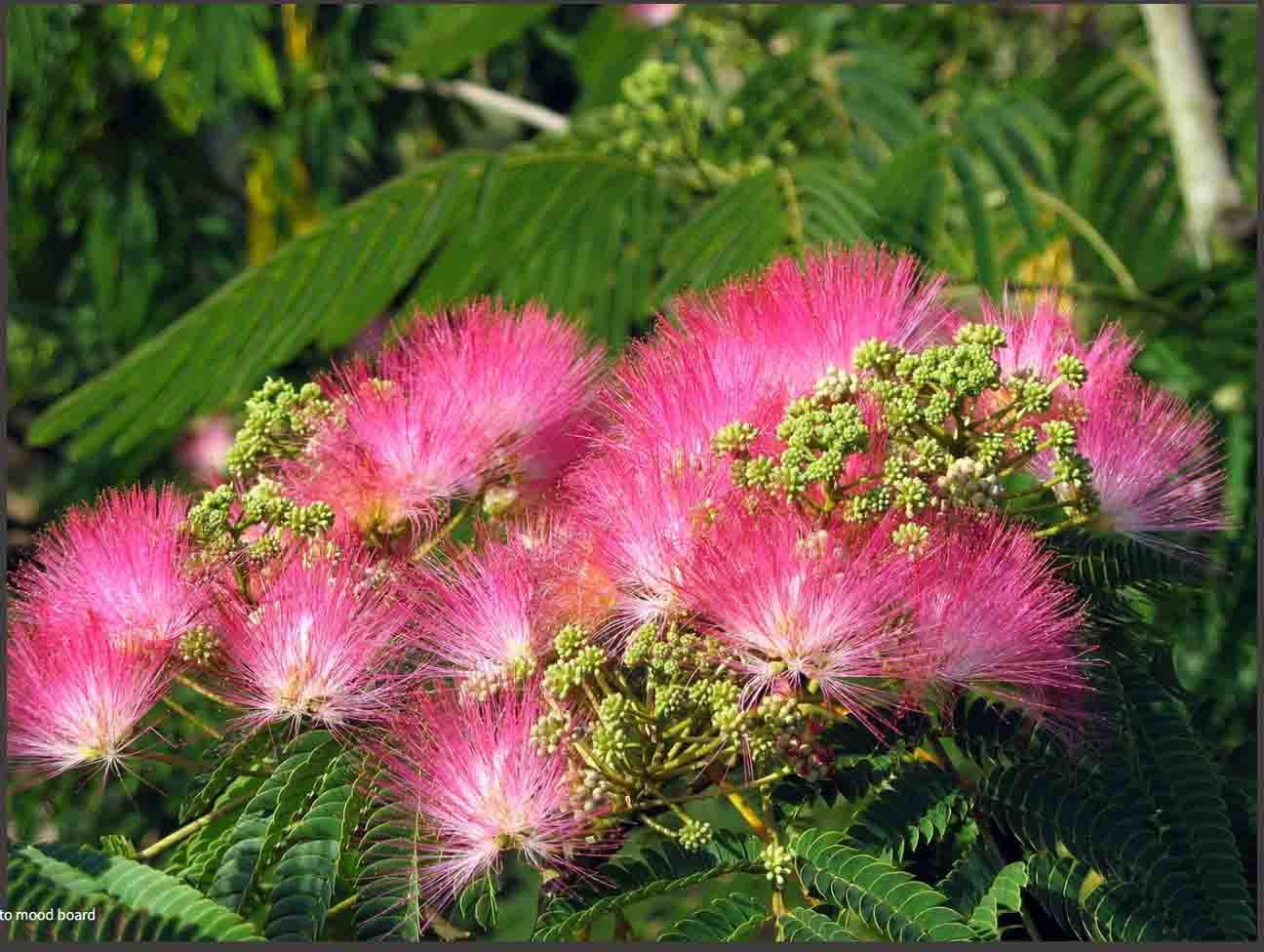 Artepitetet "julibrissin" betyder ungefär "med ståndare lika sidenbollar".