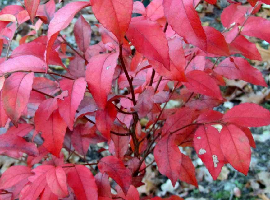 Lövverket kan bli scharlakansrött efter en lång varm sommar