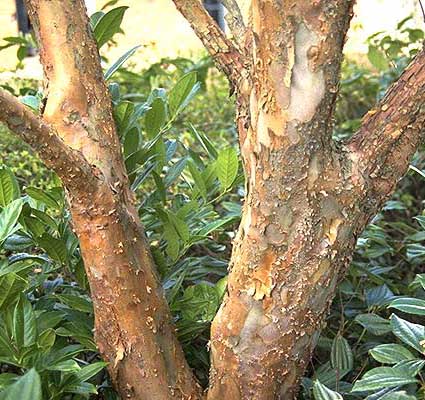 Avflagnade bark - "orangebark Stewartia"
