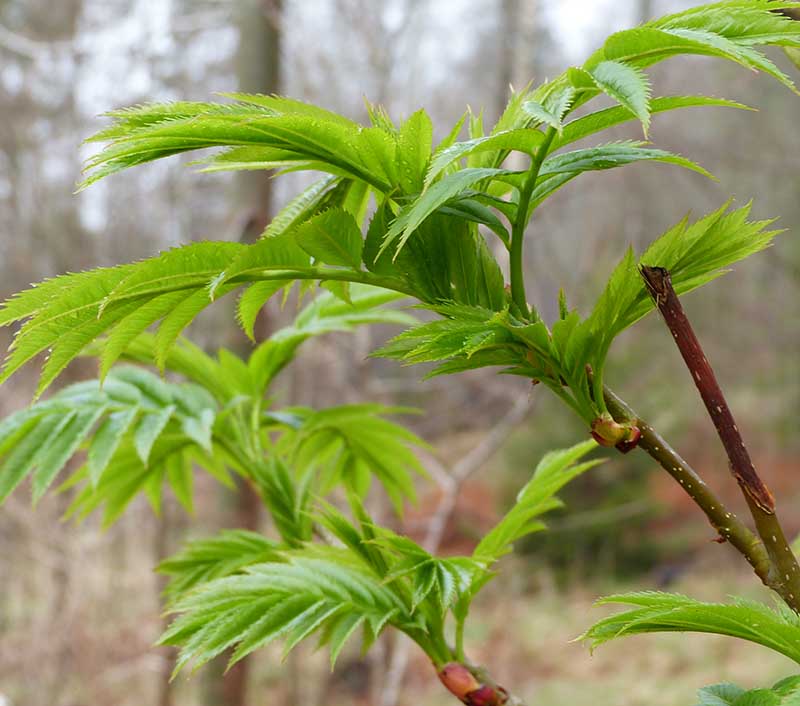Tidig lövsprickning, älgarna har uppskattat det vårnya gröna!