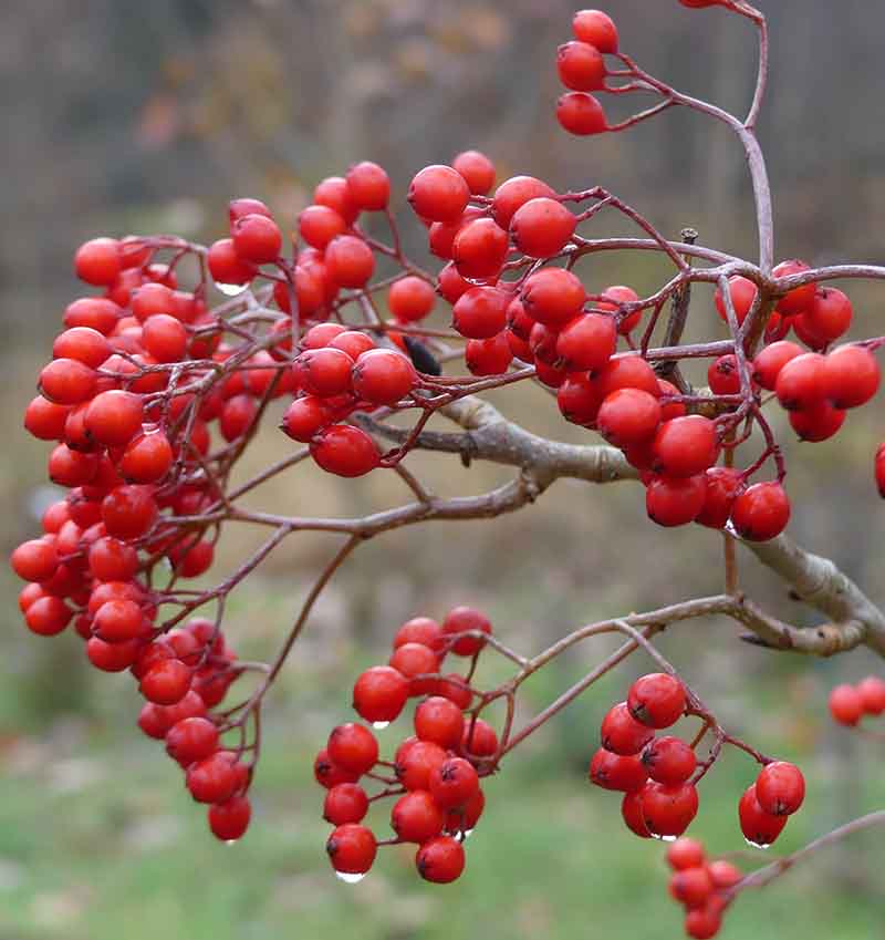 Bären är runda eller lätt päronformade. De är inte alls så sura som hos vår rönn. Tvärtom kan de vara goda att äta, särskilt som torkade eller frysta.