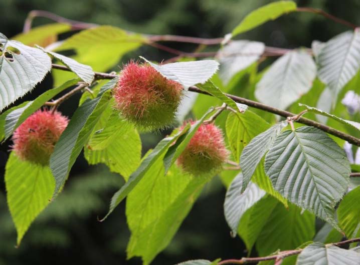 Unikt utseende på nötterna jämfört med andra hasslar