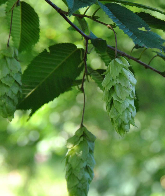 Nötterna sitter i kluster som är korta och kraftiga och påminner om humlekottar