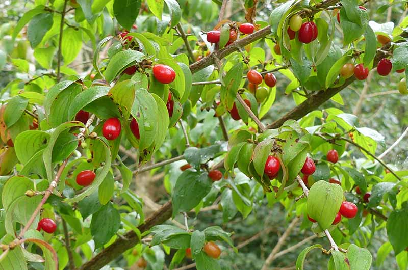 De röda frukterna är ätbara men sura "smak mittemellan surkörsbär och plommon". Dock väl lämpade för saft och sylt. De kan också användas som cocktailbär. Och av kärnorna kan man utvinna högklassiga oljor