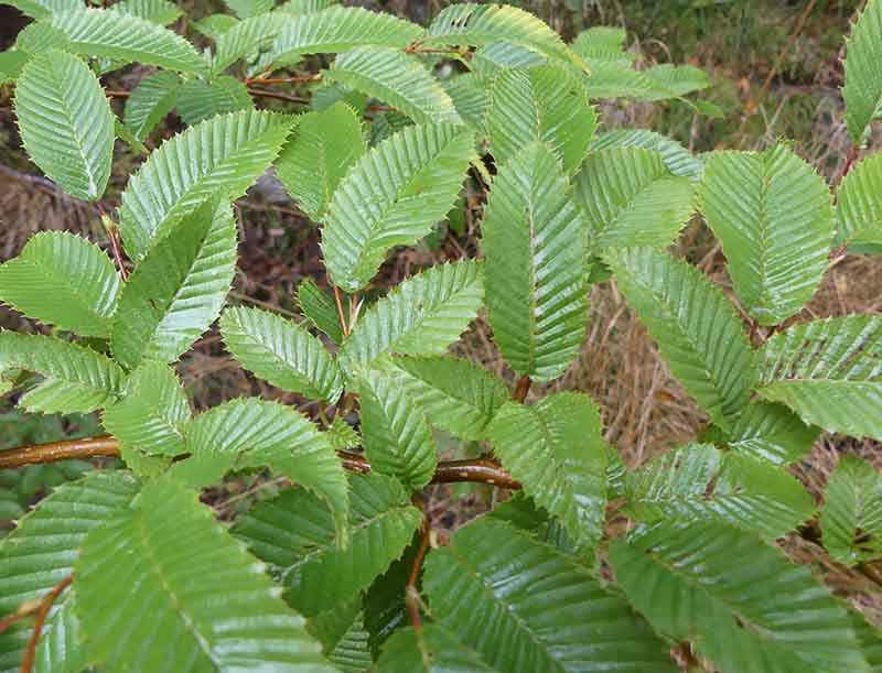 Den japanska avenboken är ett litet träd, 8 - 15 m, som anses ha "det sirligaste växtsättet av släktets alla arter" (enligt Mustila arboretum, Finland)