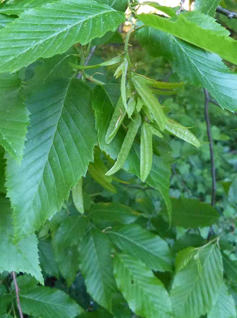 Nötter med svepeblad (för spridning)