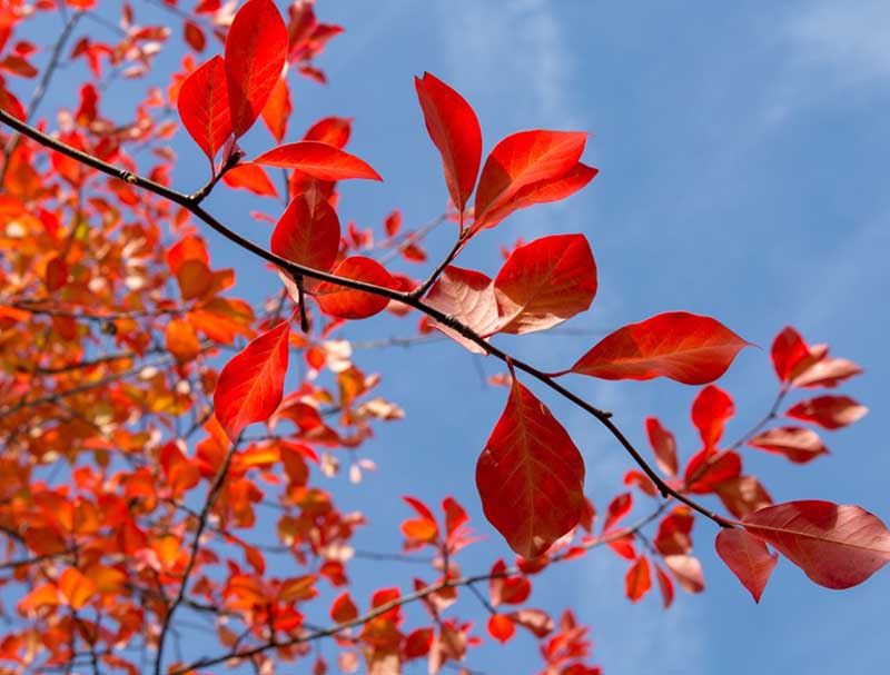 Kan få häftiga höstfärger!