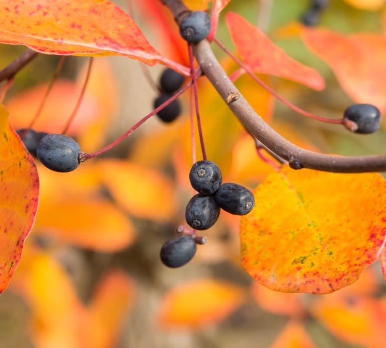 Bären gillas av fåglar