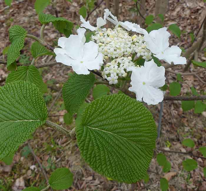 Blommar i maj; sterila kantblommor lockar pollinerarande insekter till de inre fertila blommorna, vilka också doftar sött!