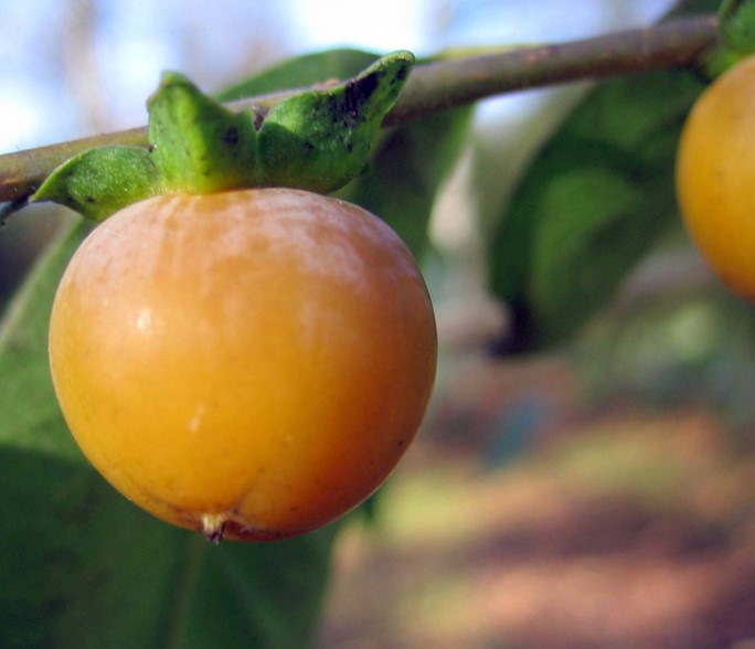 Ser goda ut, men det är ytterst tveksamt om träden kommer att blomma och sätta frukt här!
