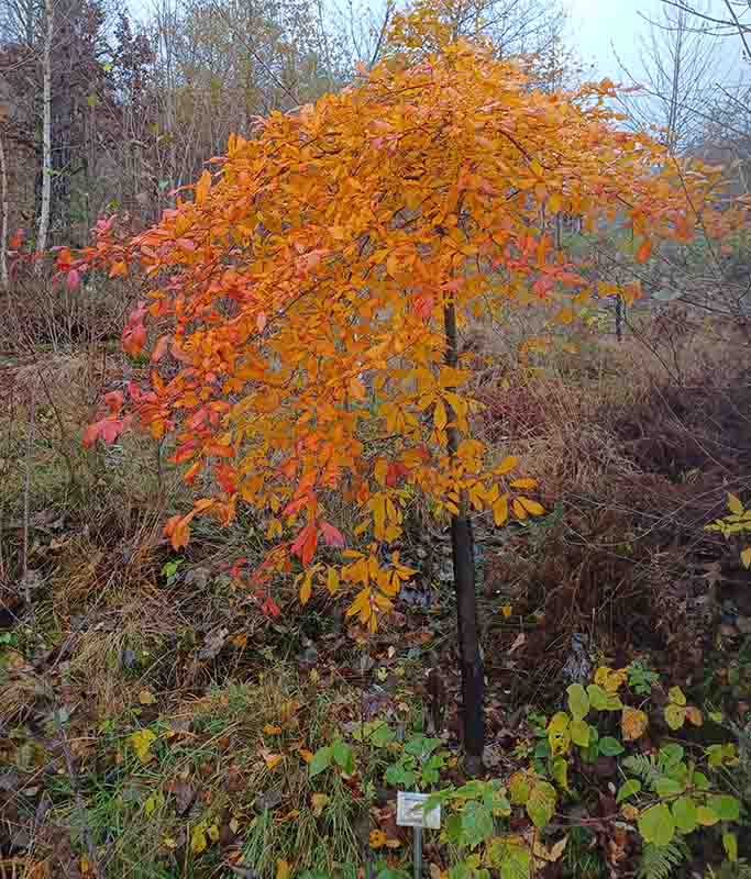 Kan, liksom grannen, bjuda på riktigt sprakande höstfärger!