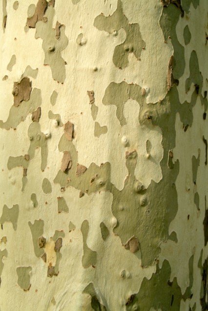 Typiskt är den avflagnade barken som ger stammen sitt fläckiga utseende. Min är för ung för detta, men man kan börja ana karaktären längst ner på stammen!