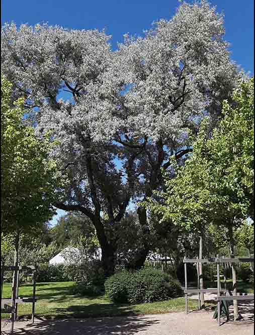 Ett välväxt exemplar i Uppsala botaniska trädgård. Foto: Tom Christian.