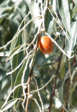 Fruktens form har gett arten dess engelska namn "russian olive".