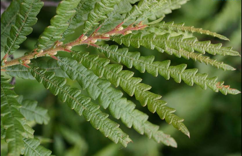Kan likna en doftande ormbunke med vedartad stam, därav det engelska namnet Sweet Fern som betyder just "doftande ormbunke"