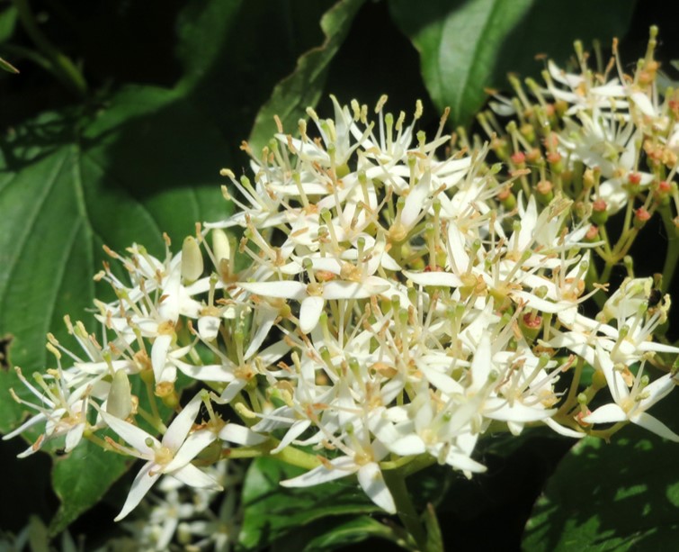 Blommar mitt i sommaren med vita fyrtaliga blommor i ganska iögonfallande kvastar - men kanske inte såå väldoftande!