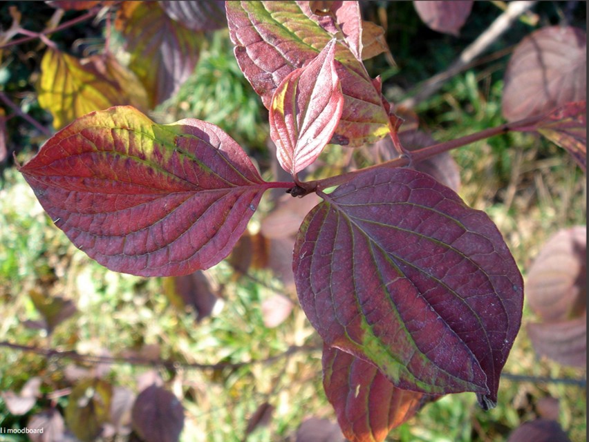 Begynnande höstfärger