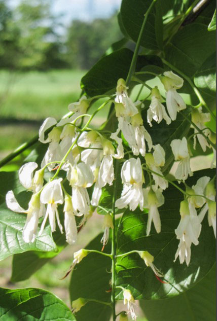 Gulved är ståtligast i juni/juli under blomningen med stora, vita, lätt doftande hängande blomklasar. Blomningen är cyklisk och trädet blommar vartannat år. Mina har inte blommat ännu, men det lär ta 8–10 å innan första blomningen, så det är bara att vänta!