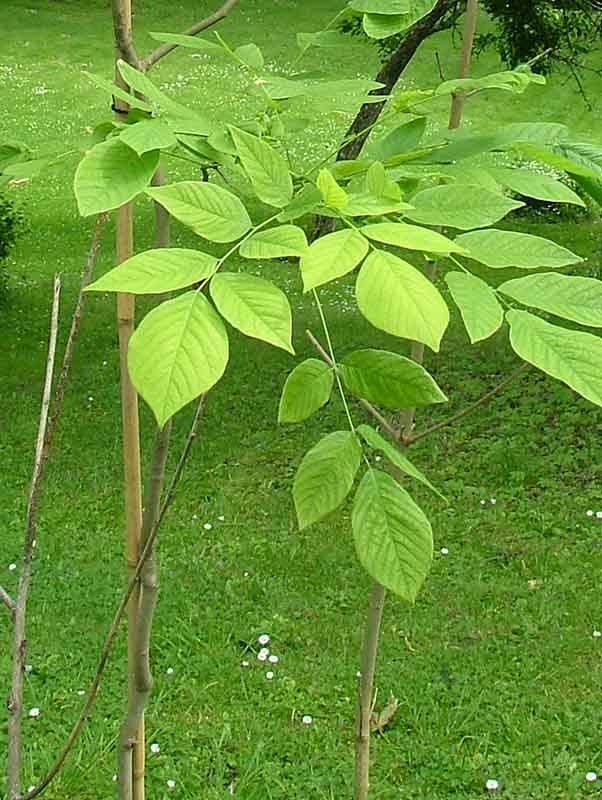 Blad med (5–)7–11 tandade och förhållandevis stora småblad växelvis(!) placerade på skaftet