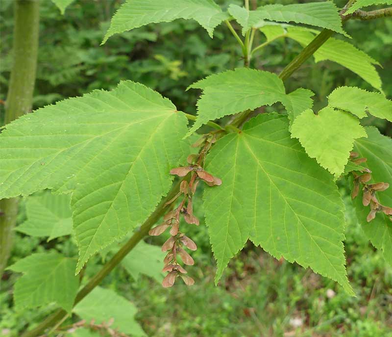 Treflikiga blad, och lönnäsor