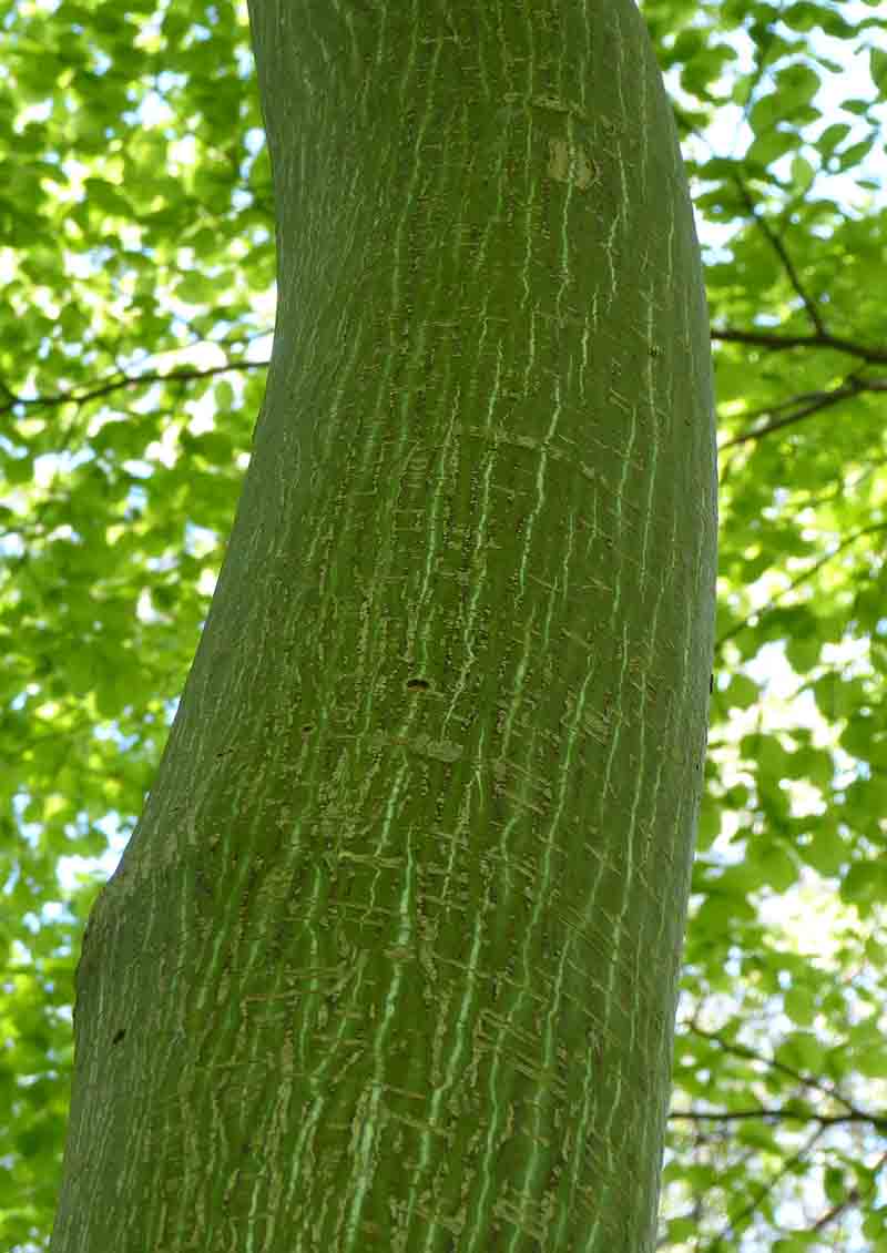 Typiskt för "ormskinnslönnar" är de vita ränderna på stjälkar och grenar vilket kommer av vax som samlats i längsgående sprickor i den expanderande barken.